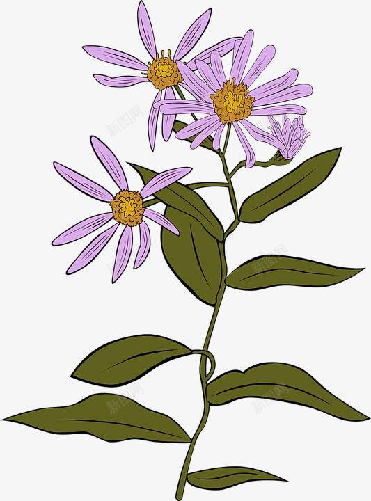 紫色的雏菊png免抠素材_新图网 https://ixintu.com daisy 紫色 翠菊 花朵 雏菊