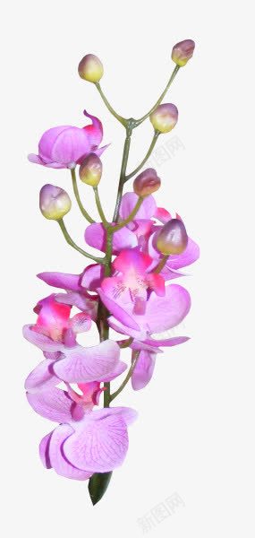 创意合成效果紫色的花卉植物png免抠素材_新图网 https://ixintu.com 创意 合成 效果 植物 紫色 花卉