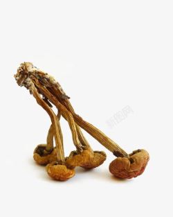 干蘑菇元素素材