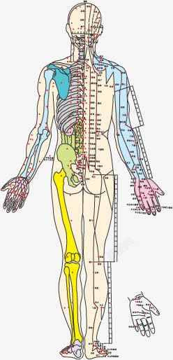 穴位图素材