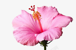 卉矢量粉色木槿花卉高清图片