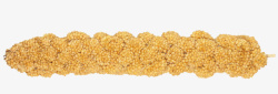 金黄色成熟饱满小米穗素材