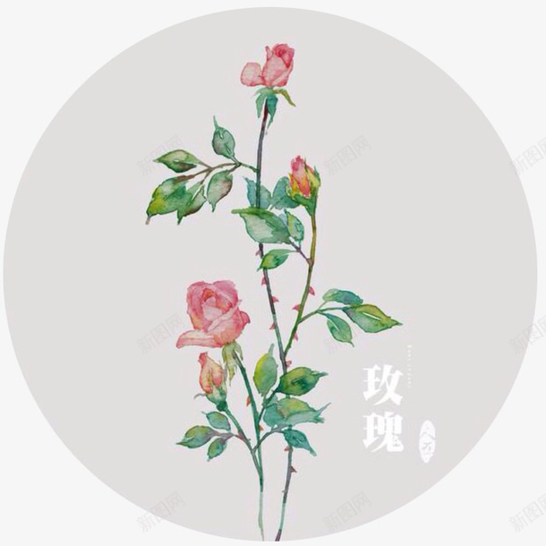 中国风插画png免抠素材_新图网 https://ixintu.com 中国风 唯美 插画 玫瑰