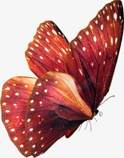 白斑红色白斑蝴蝶海报背景高清图片