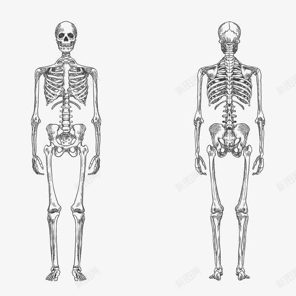 人体骨架png免抠素材_新图网 https://ixintu.com 人体构造 人形轮廓 人形骨架 手绘 素描 肋骨 胸骨 骨头