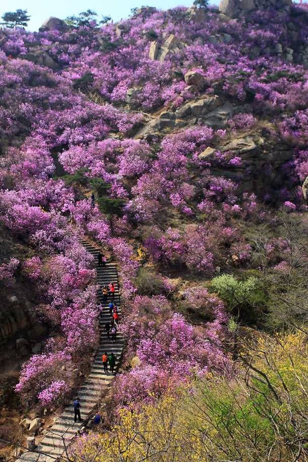 粉色大山花海风景jpg设计背景_新图网 https://ixintu.com 大山 粉色 花海 风景