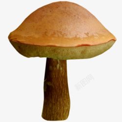 蘑菇美食素材