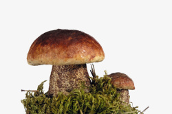 圆蘑菇图片野生蘑菇高清图片