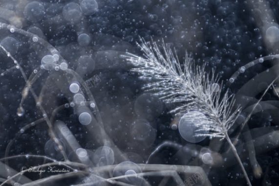 晨曦露水情缘壁纸背景