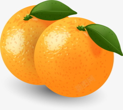 手绘两个橙子矢量图素材