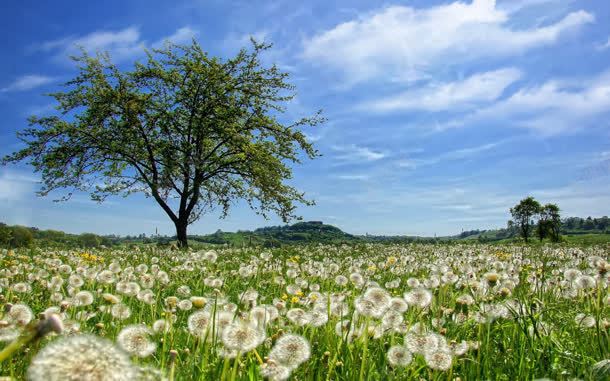 绿色青草蒲公英花田海报背景jpg设计背景_新图网 https://ixintu.com 海报 绿色 背景 蒲公英 青草