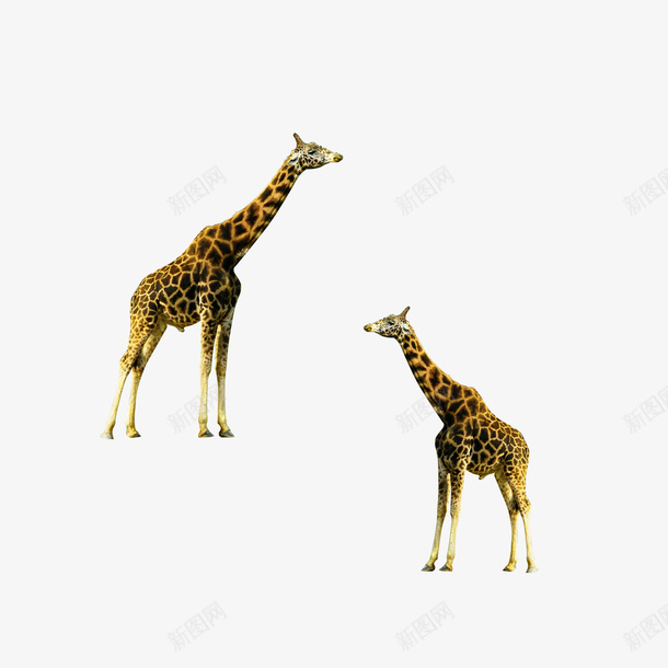 2只伸长脖子的长颈鹿png免抠素材_新图网 https://ixintu.com 动物 动物园 成双的 长颈鹿