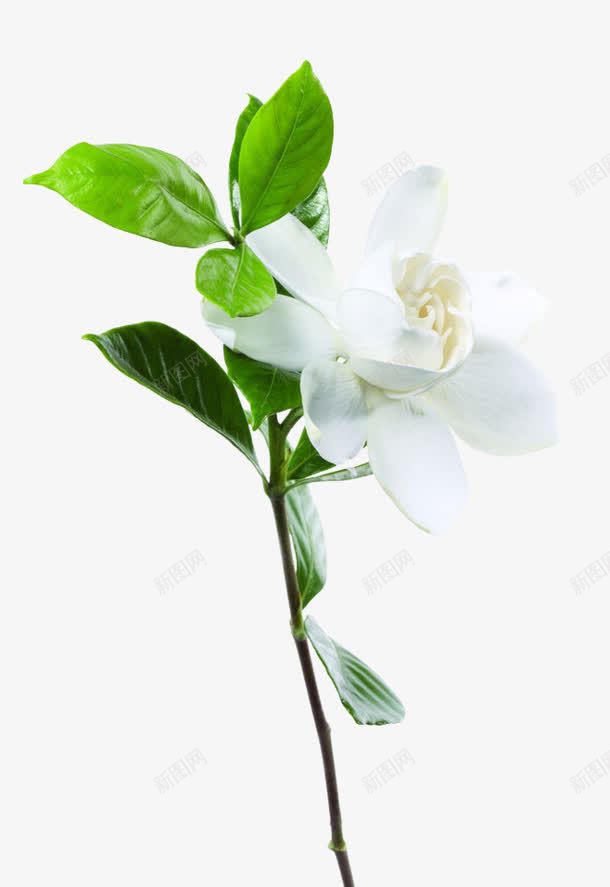 绿叶白色唯美花朵png免抠素材_新图网 https://ixintu.com 白色 绿叶 花朵