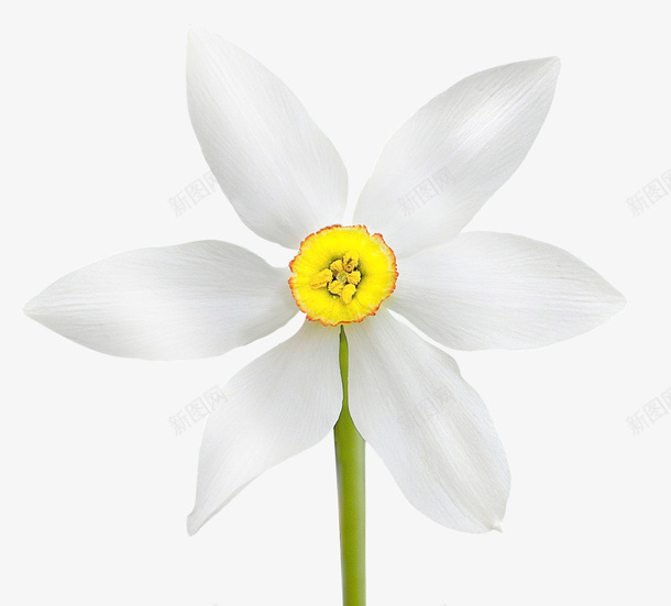 白色菊花花朵儿11png免抠素材_新图网 https://ixintu.com 小花 白色花朵 花朵 菊花