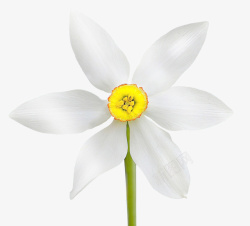 白色菊花花朵儿11素材