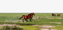 草原上的马草原上奔腾的马高清图片