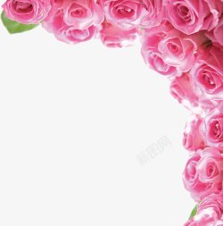 粉色玫瑰花淘宝花朵粉素材