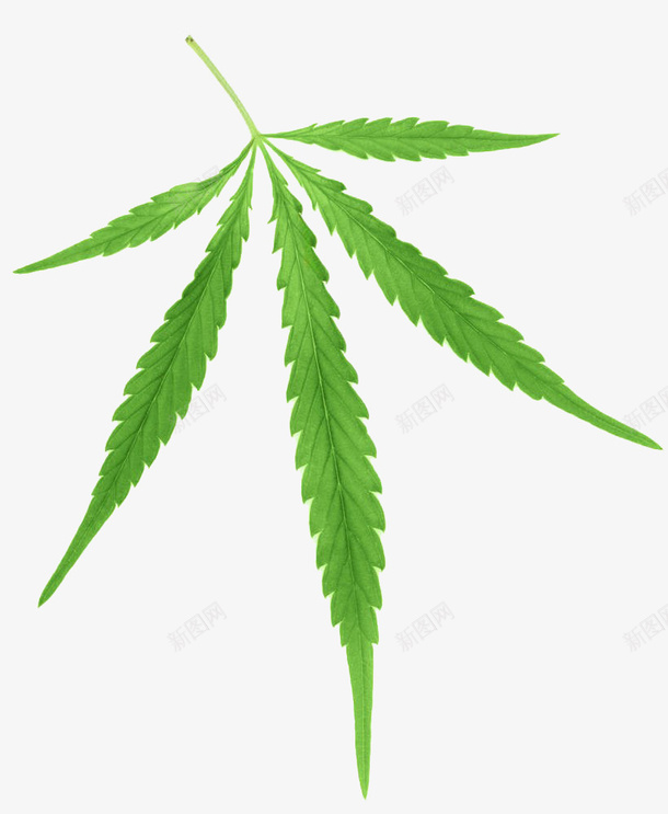 大麻绿叶png免抠素材_新图网 https://ixintu.com 大麻叶 大麻绿叶 大麻酚 实物 药材 香烟 麻醉药材