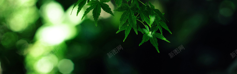 绿色的枫叶背景jpg_新图网 https://ixintu.com 夏天 摄影 枫叶 海报banner 绿色 背景 风景