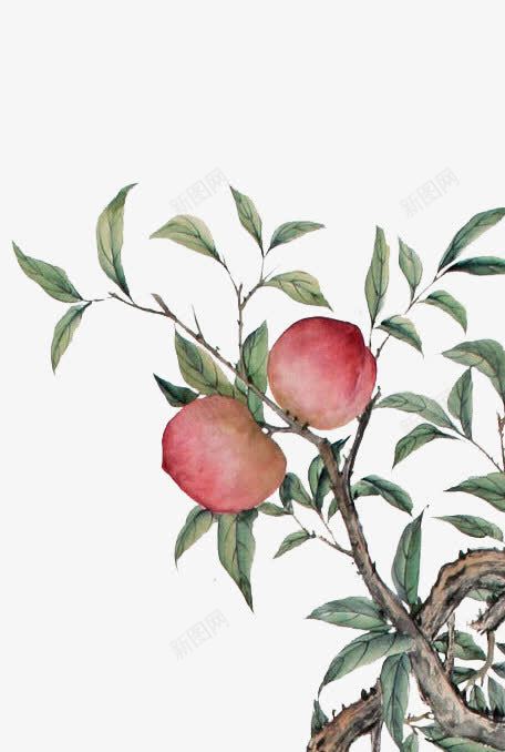桃子水彩画png免抠素材_新图网 https://ixintu.com 复古 植物 水彩画 素材 花朵