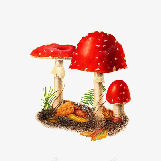 红色蘑菇png免抠素材_新图网 https://ixintu.com 小蘑菇 毒蘑菇 蘑菇免扣元素 蘑菇插画