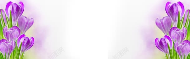 紫色花朵淘宝海报背景jpg设计背景_新图网 https://ixintu.com banner 气势 海报背景 淘宝素材 简约大气 背景 背景素材