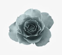 灰色玫瑰花卡通效果素材