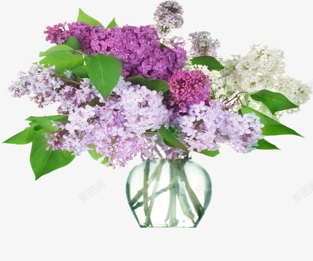 紫色花瓶花束环境png免抠素材_新图网 https://ixintu.com 环境 素材 紫色 花束 花瓶