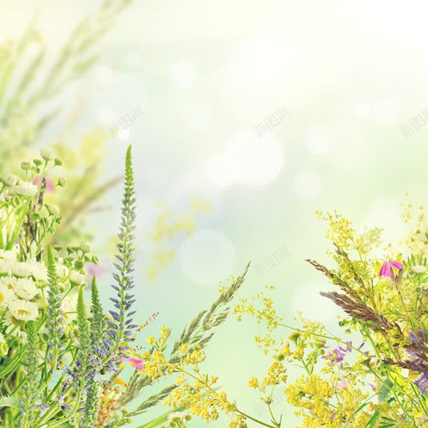 植物鲜花和光斑jpg设计背景_新图网 https://ixintu.com 光斑 植物 素材 鲜花