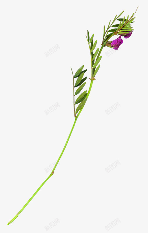 卡通手绘绿色植物花朵装饰png免抠素材_新图网 https://ixintu.com 卡通花朵 紫色花朵 绿色叶子 绿色植物