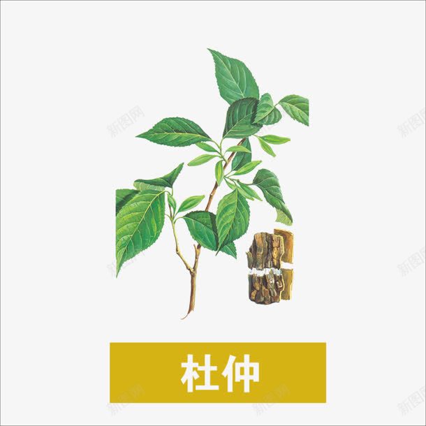 杜仲png免抠素材_新图网 https://ixintu.com 中药 本草纲目 草药 药材