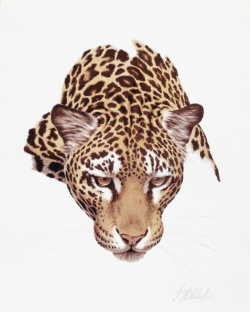 珍稀保护动物忧郁的豹子高清图片
