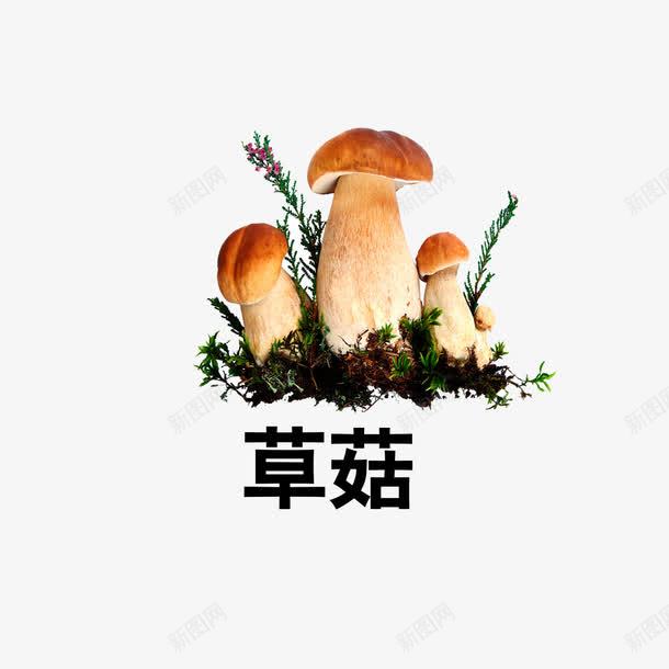 草菇png免抠素材_新图网 https://ixintu.com 草菇 菌类 蘑菇