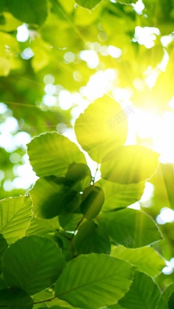 茂盛绿叶茂盛高清图片