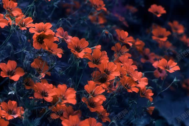 自然美景植物花朵jpg设计背景_新图网 https://ixintu.com 植物 美景 自然 花朵
