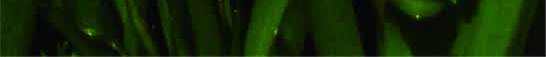 唯美花朵明媚景观png免抠素材_新图网 https://ixintu.com 明媚 景观 花朵