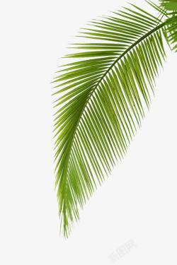 椰树叶背景椰树叶高清图片