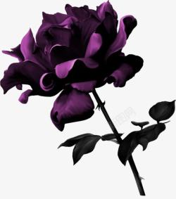 紫色魔鬼花素材