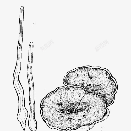 两片木耳手绘png免抠素材_新图网 https://ixintu.com 两片木耳 手绘 手绘木耳 木耳 木耳根茎 素描 美味食材 风味美食 食物