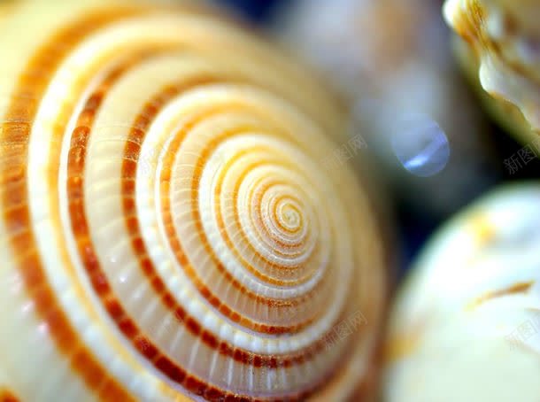 漂亮的海螺jpg设计背景_新图网 https://ixintu.com 其它类别 图片素材 微距 海洋生物 漂亮的海螺 漂亮的海螺图片 漂亮的海螺图片素材下载 背景花边