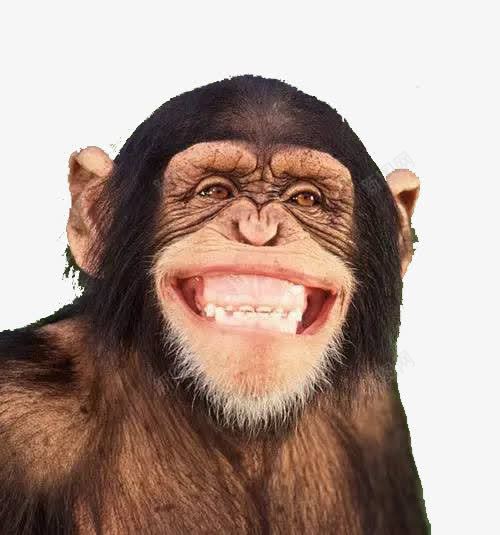 呲牙微笑的黑猩猩png免抠素材_新图网 https://ixintu.com 动物 呲牙 微笑 窃喜表情 黑猩猩