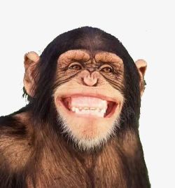 窃喜表情呲牙微笑的黑猩猩高清图片