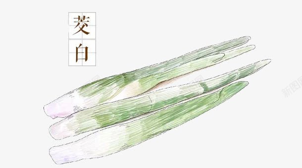 凌白png免抠素材_新图网 https://ixintu.com 卡通 手绘 手绘插画 插画 草本植物 食材