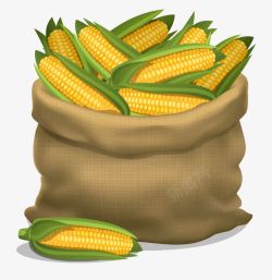 鲜玉米鲜采摘玉米高清图片