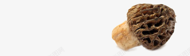 褐色食品行业的羊肚菌png免抠素材_新图网 https://ixintu.com 烹饪 羊肚菌 褐色 食品