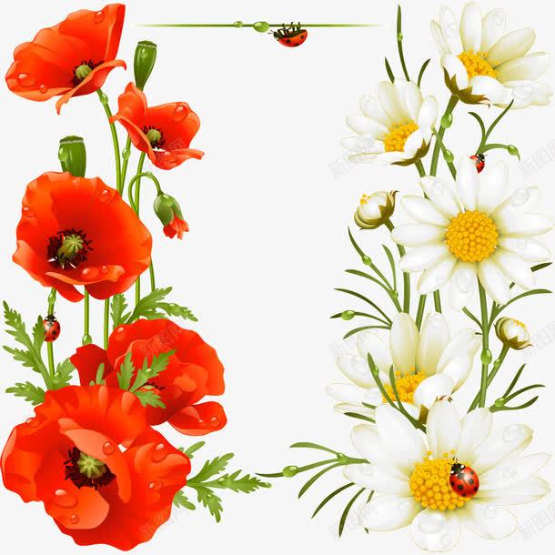 花卉边框png免抠素材_新图网 https://ixintu.com 七星瓢虫 白色 红色 花卉 花朵 花蔓 边框