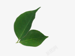 深绿树叶产品实物檀木树叶高清图片