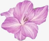 创意紫色的花卉植物合成效果png免抠素材_新图网 https://ixintu.com 创意 合成 效果 植物 紫色 花卉