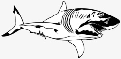 鲨鱼黑白手绘素描鲨鱼图标高清图片