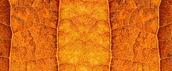 秋季金黄色树叶秋季树叶叶脉矢量纹理高清图片